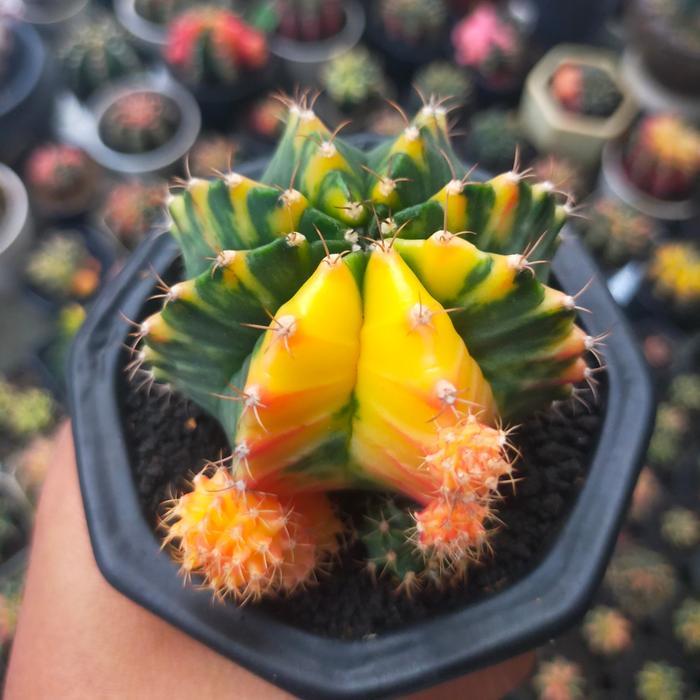 Kaktus Miha Hybrid Variegata