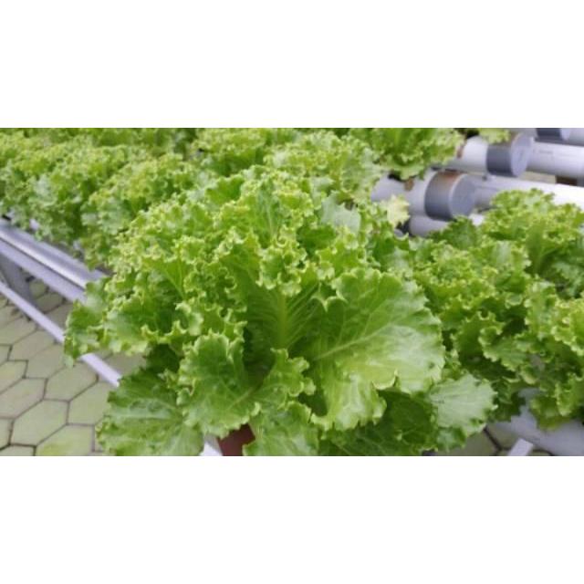 BENIH SELADA RZ JUNCTION JONCTION 100PIL