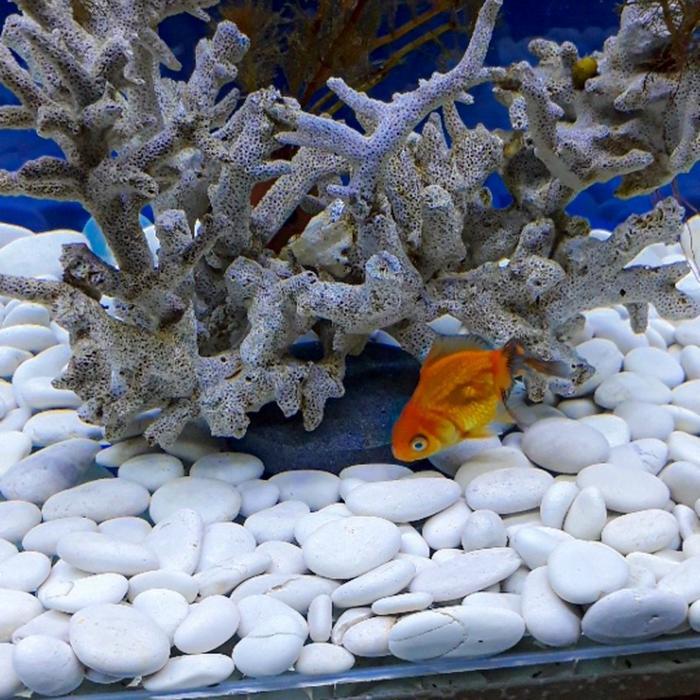 "New" Batu koral putih 1KG S-XXL / Batu hiasan taman/tanaman / batu aquarium
