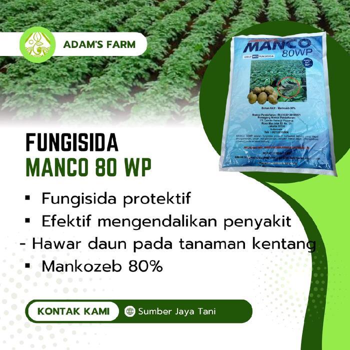 lumercok99 Fungisida Manco 80 WP Protektif Mengendalikan Hawar Daun pada Tanaman Kentang Mankozeb