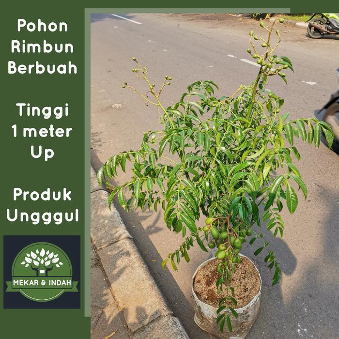 Tanaman buah kedongdong / pohon kedongdong