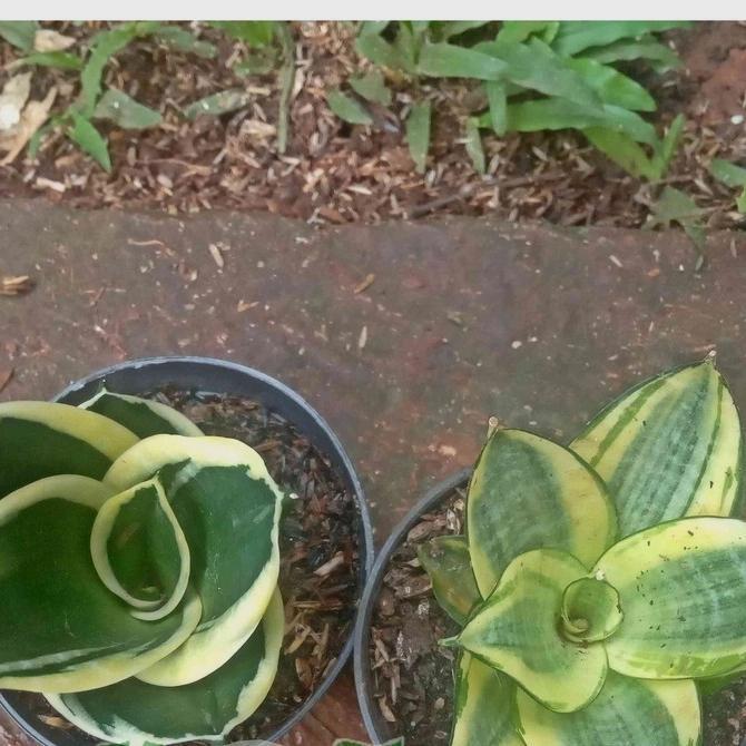 Paket Sansivera Mini Pagoda Tanaman Lidah Mertua Mini