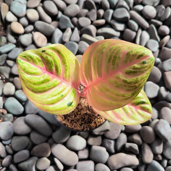 tanaman hias aglaonema / aglonema marsha anjani real picture