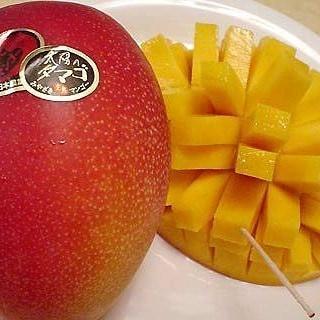 Bibit Mangga Miyazaki Tinggi 1 Meter Up Batang Besar