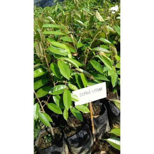 Bibit Durian Merah