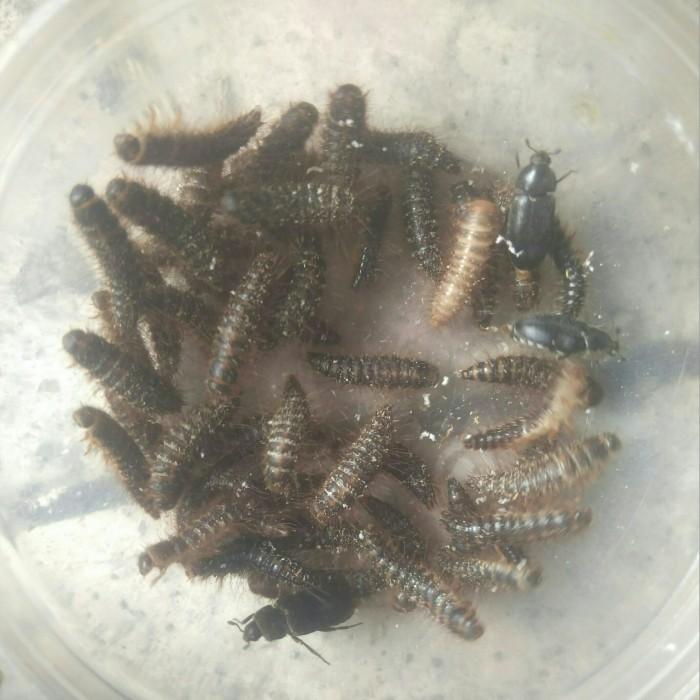 100 Larva Kumbang Dermested (Pemakan Daging)