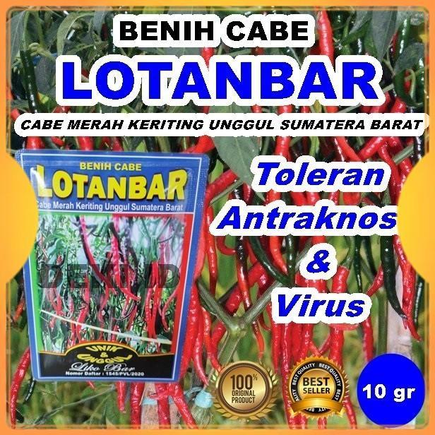 Benih Cabe CMK Lotanbar 10 Gram Bibit Cabai Merah Keriting Unggul