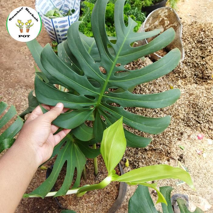 tanaman hias Daun - tanaman merambat - tanaman Pohon monstera - monstera king deliciosa