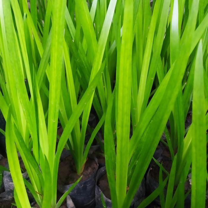 bibit dlingo tanaman herbal