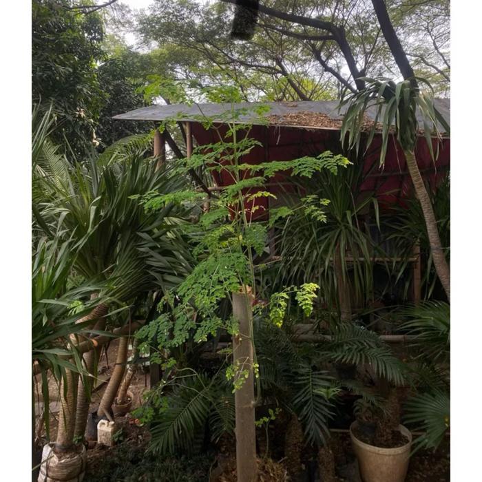 Tanaman daun kelor // daun kelor // tanaman kelor