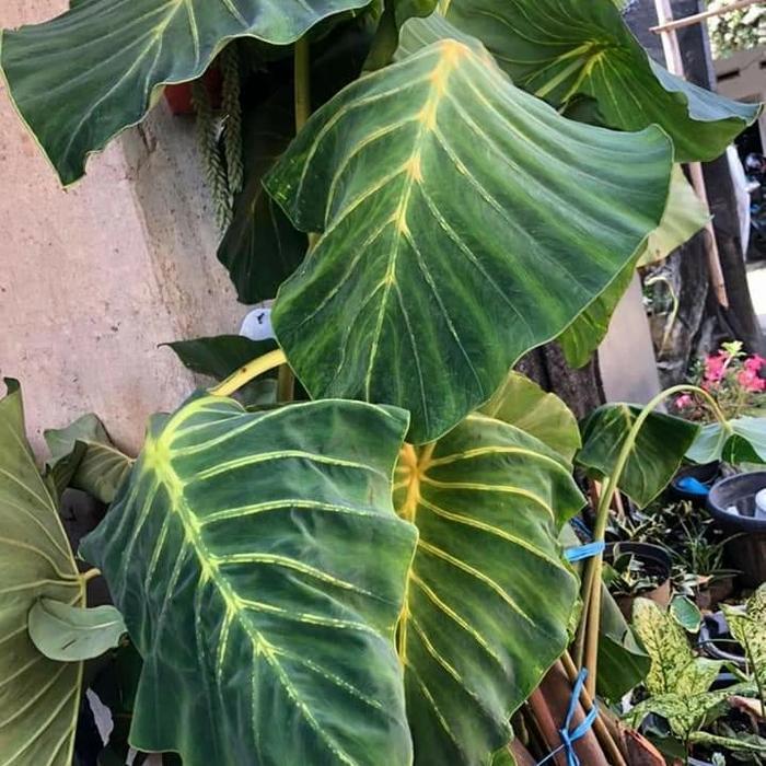 colocasia Yellow widow / golden widow