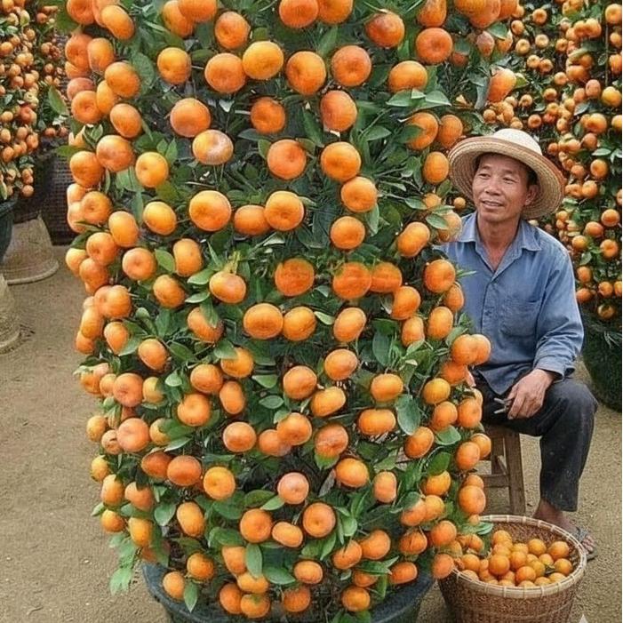 Ready Bibit Jeruk Santang Madu Sudah Berbuah Dan Belum Berbuah Super Hasil Okulasi/Cangkok