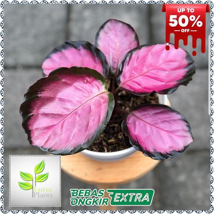 calathea crimson - tanaman hias calathea crimson