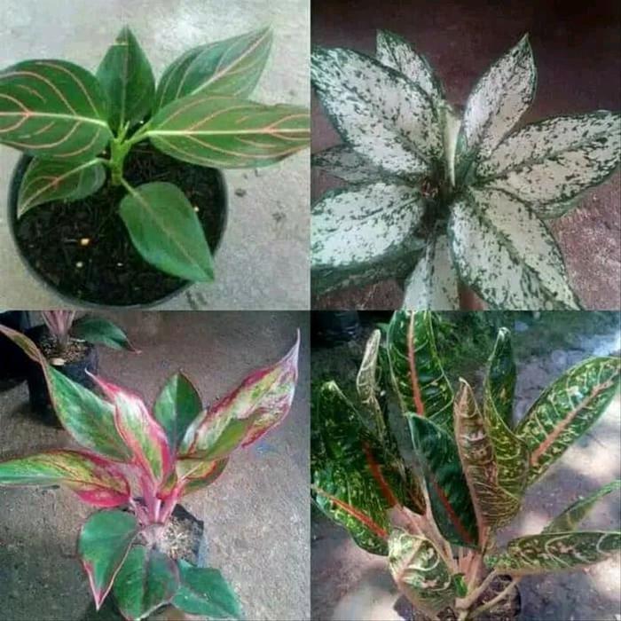Paket 4 Tanaman Hias Aglonema rotundum-snow white-kocin-