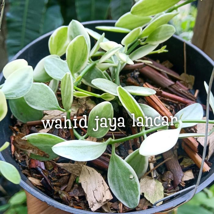 Tanaman Hias DISCHIDIA CASCADE / tanaman Hias Collection DISCHIDIA