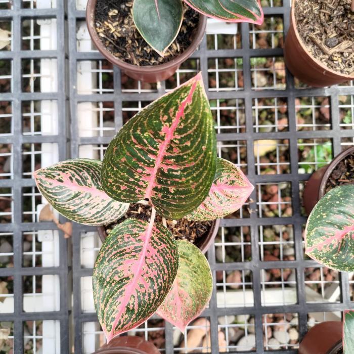 aglaonema adelia