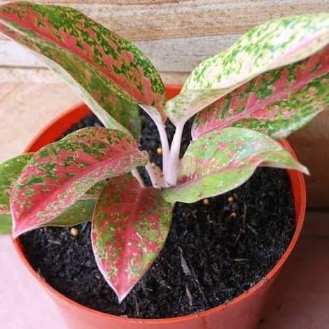 tanaman aglaonema pink lady