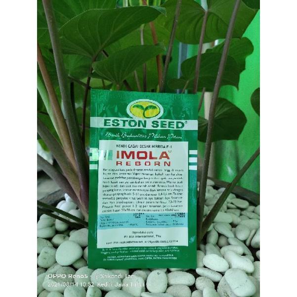 Cabe Besar Imola Reborn 10gr Tahan Virus Original Pabrik Eaton Seed