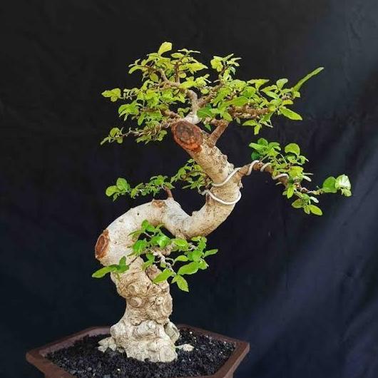 Bonsai serut starblues asper bonsai setengah jadi bonsai model