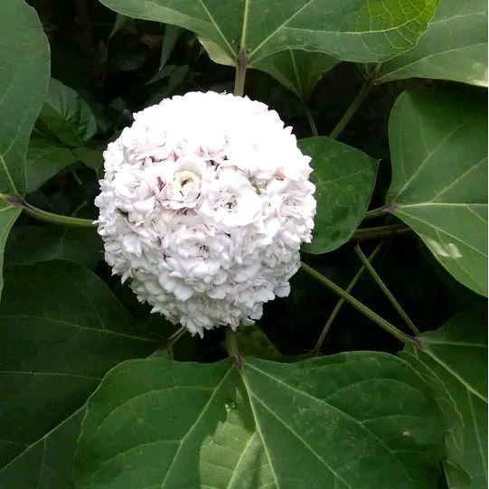 Bibit Bunga Menur Tanaman Bunga Melati Menur Wangi