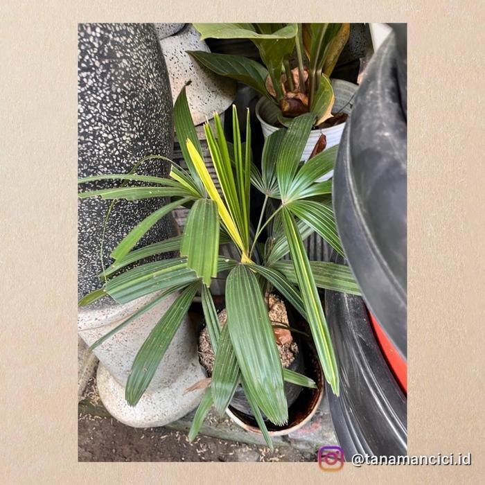 Tanaman palem waregu varigata on polibag