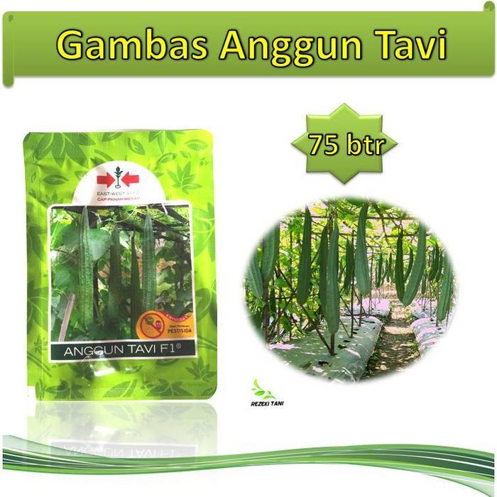 Benih bibit oyong gambas Anggun tavi 75 butir panah merah