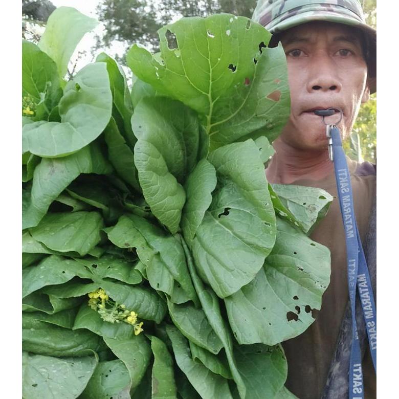 Benih Caisim Sawi Manis Jumbo 100 gram Kotaku Hijau Lebat Panen Melimpah Hidroponik atau Kebun