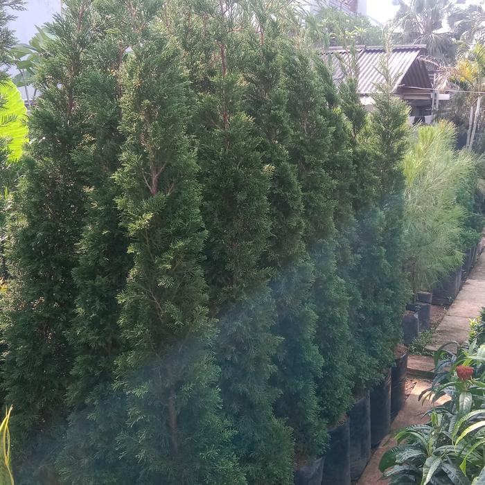 pohon cemara lilin 2 meter tanaman