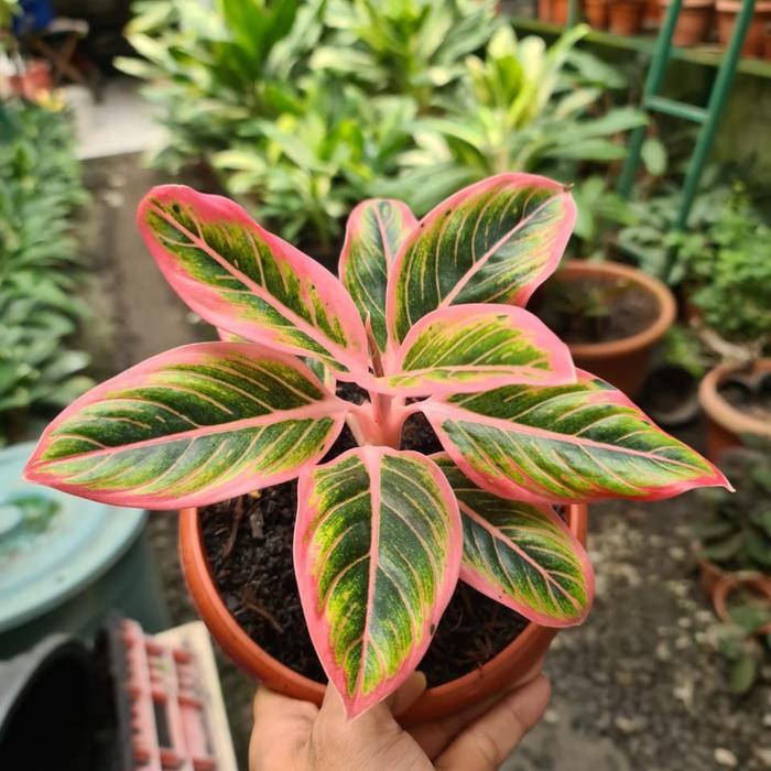 aglaonema lotus delight