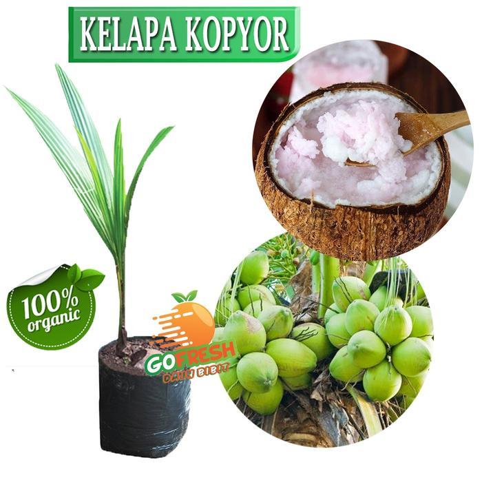 BIBIT KELAPA KOPYOR GENJAH PATI ASLI 100%