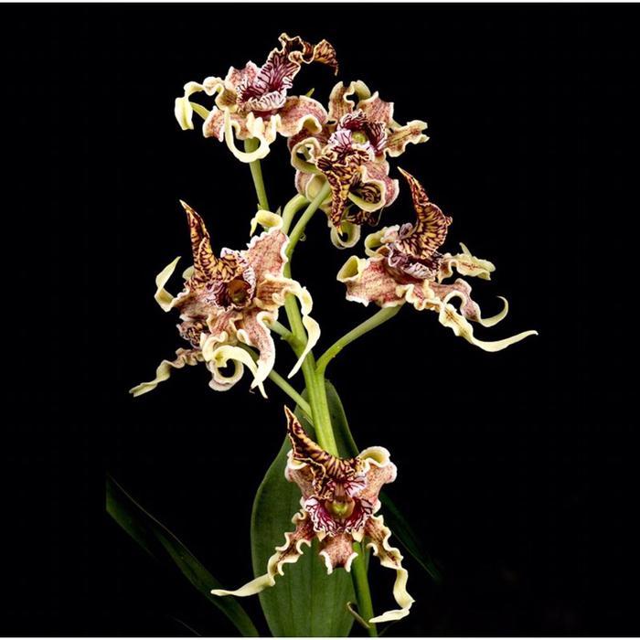 Bibit Botol Dendrobium Spectabile (Anggrek Kribo Spesies Papua)