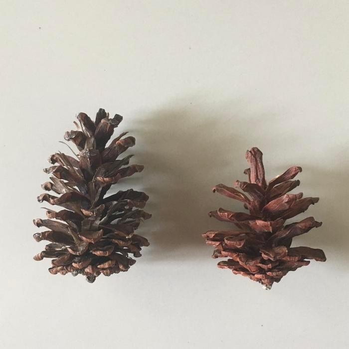 NEW Pinecone besar rustic + TALI natural ya biji pohon pinus hiasan natal Diskon