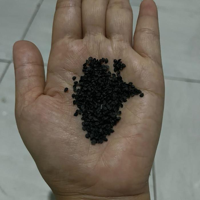 Biji Benih bunga lily lokal bunga rain lily Tanaman