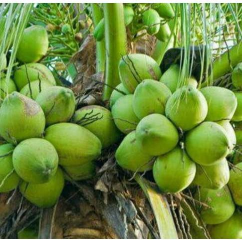 Bibit Kelapa Pandan Wangi Genjah