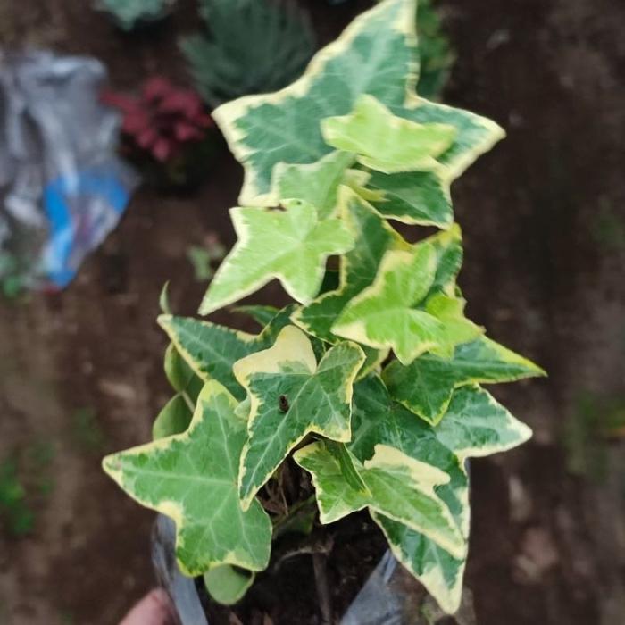 Tanaman Hias Gantung English Ivy Kertas