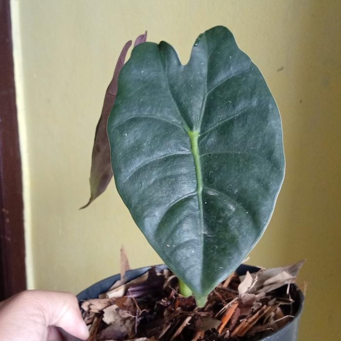 Alocasia Golden Bone