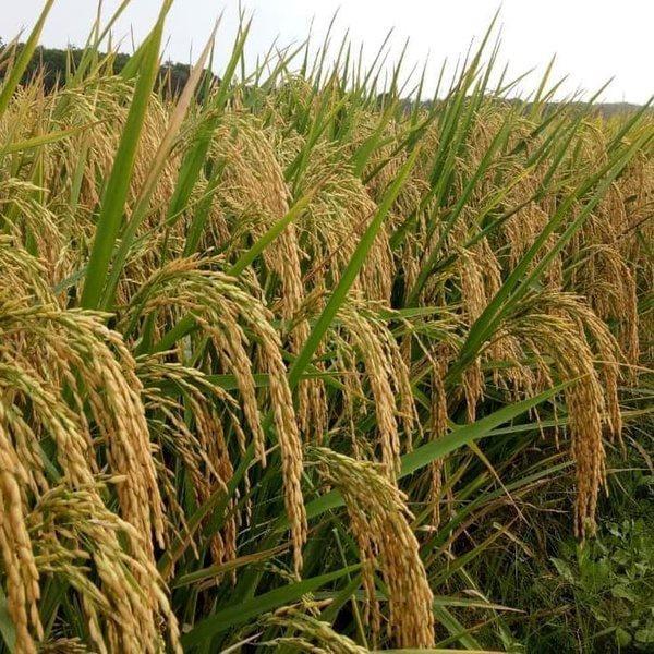 Benih Padi Unggul MSP Sertani 14 Bibit 1 kg