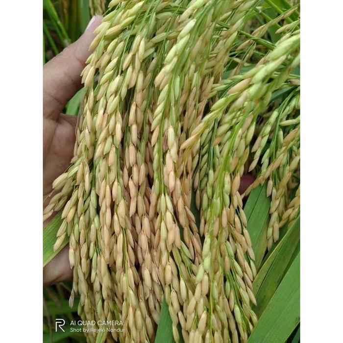 Bibit unggul Padi Aceh UA 12 Sigupai 5 KG