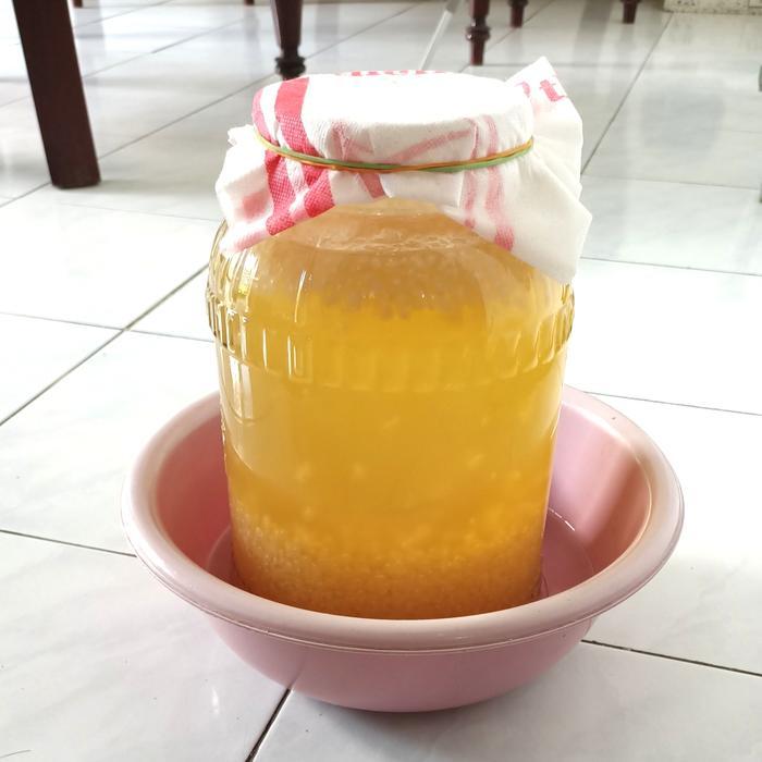 Promo Bibit Kefir Water/Bibit Kristal Alga Jepang