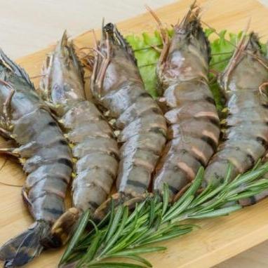 Udang tiger/ udang windu / black tiger prawn kualitas eksport @ 1 kg