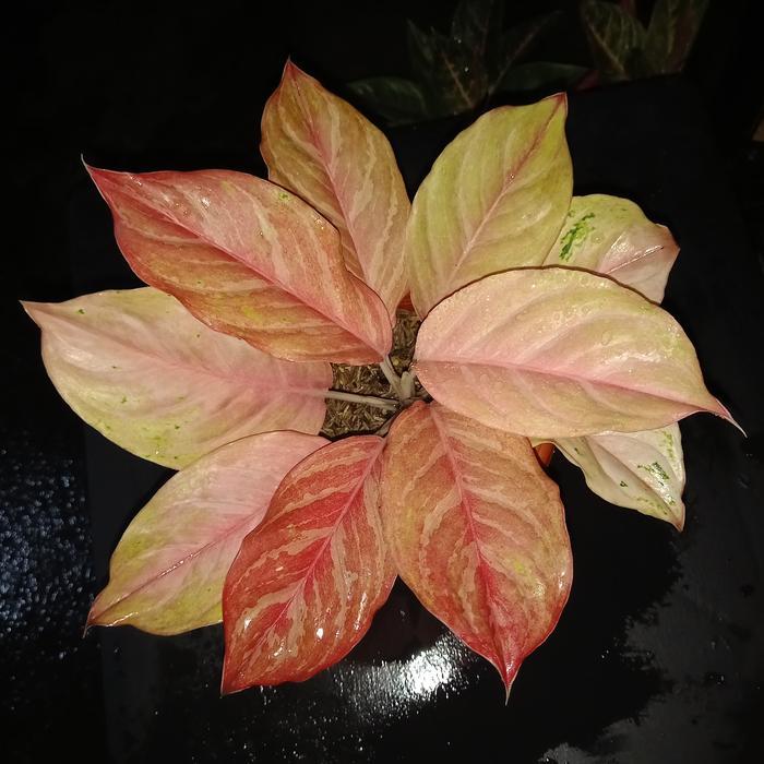 Tanaman hias aglonema bidadari