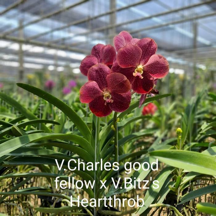 Anggrek Vanda Hibrid Spike / berbunga