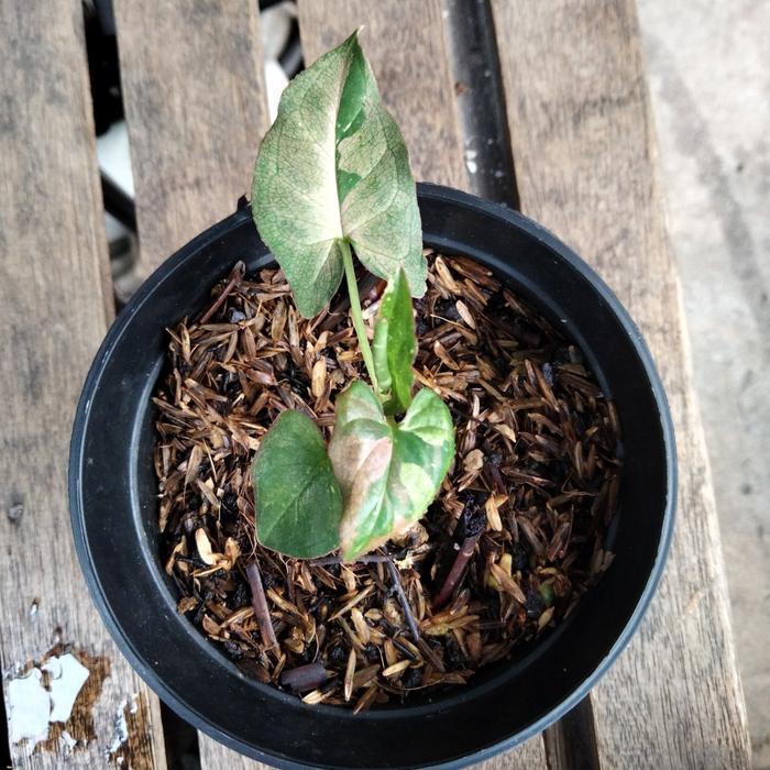 singonium red spot tri color syngonium