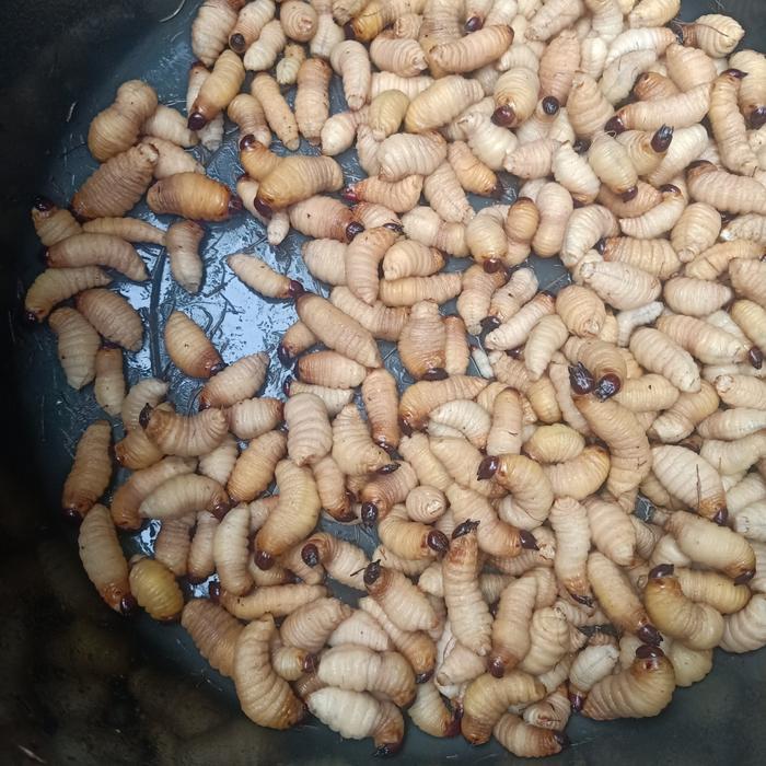 JUAL ULAT SAGU ATAU ULAT AREN HIDUP 50 EKOR OBAT HERBAL