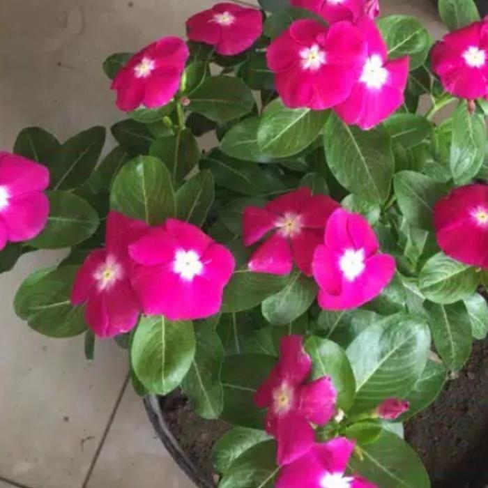 tanaman bunga vinca+pot hitam