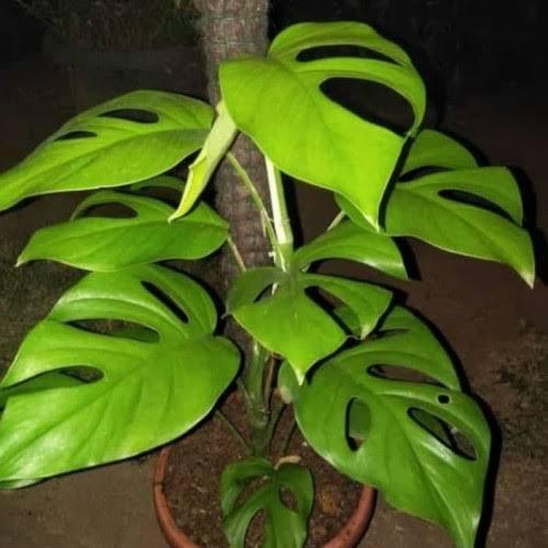 Rhaphidophora pertusa tanaman hias