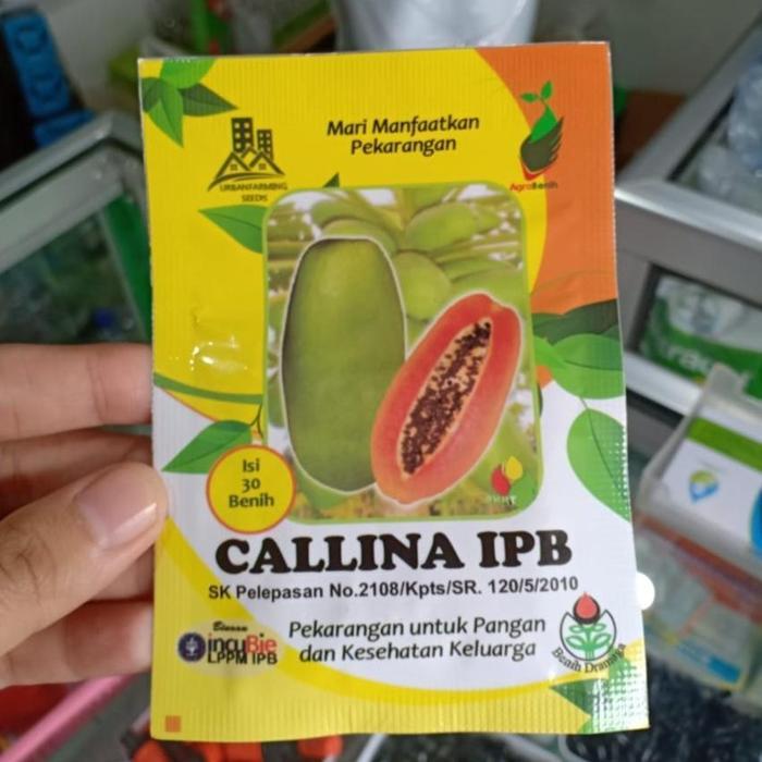 IPB - benih PEPAYA CALIFORNIA CALLINA IPB isi 30 biji - bibit pepaya -