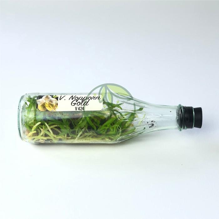 Bibit Anggrek Vanda Botol Benih Anggrek Botolan Umur 11-12 Bulan