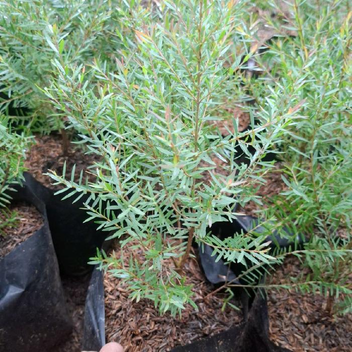 Tanaman Kayu Putih Mini ( Eucalyptus Micro )