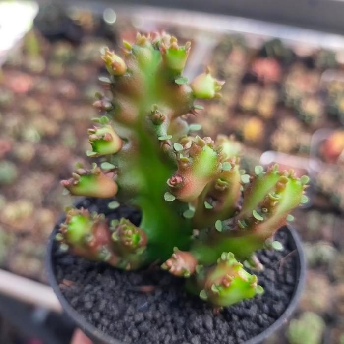 Euphorbia Lactea 'red dragon'